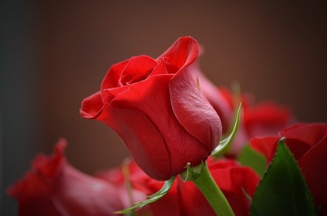 Red rose on closeup